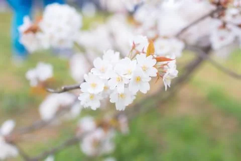 Sakura blossoms Stock Photos