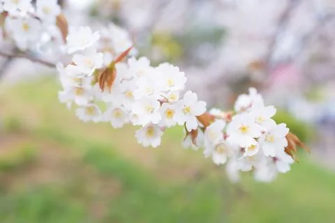 Sakura blossoms Stock Photos