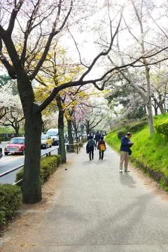 Sakura blossoms 스톡 사진