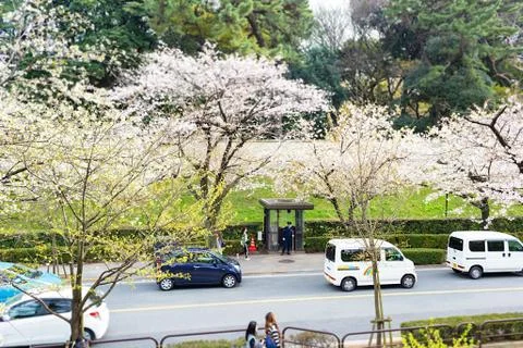 Sakura blossoms Stock Photos