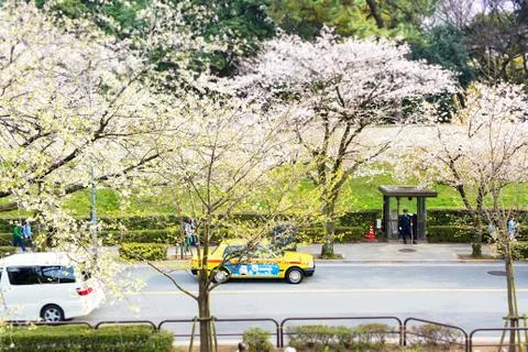Sakura blossoms Stock Photos