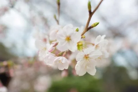 Sakura blossoms Stock Photos