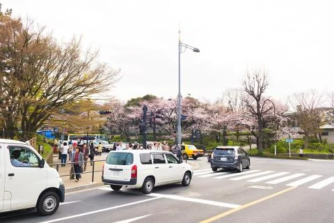Sakura blossoms Stock Photos