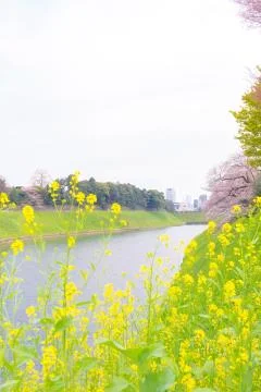 Sakura blossoms Stock Photos