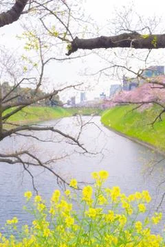Sakura blossoms Stock Photos