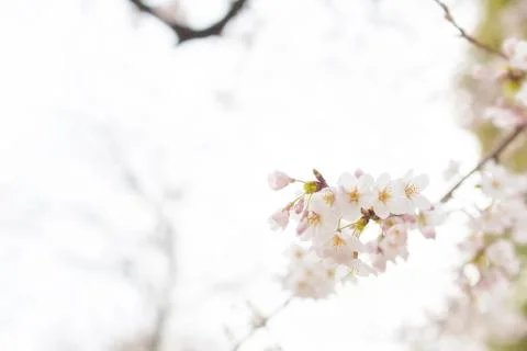 Sakura blossoms Stock Photos