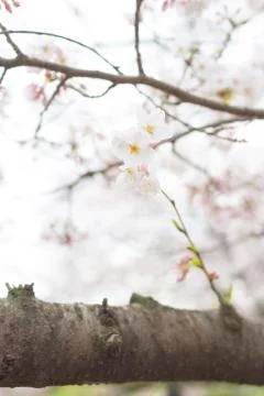 Sakura blossoms Stock Photos