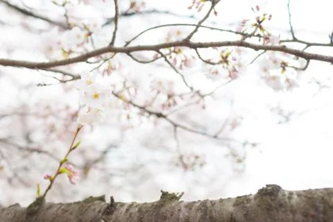 Sakura blossoms Foto stock