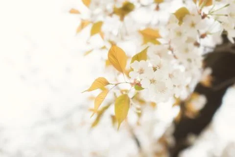 Sakura blossoms Stock Photos