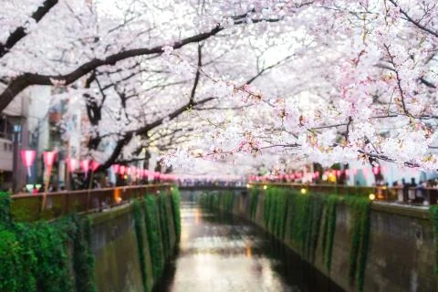 Sakura blossoms Stock Photos