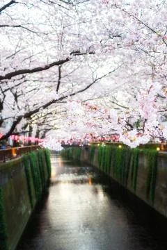 Sakura blossoms Stock Photos