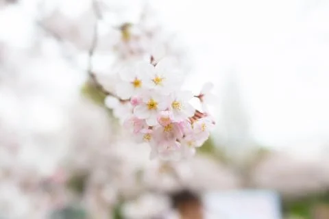 Sakura blossoms Stock Photos