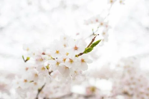 Sakura blossoms Stock Photos
