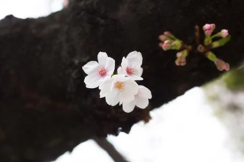Sakura blossoms Stock Photos