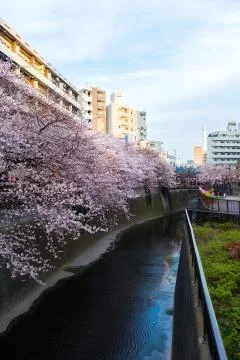 Sakura blossoms Stock Photos