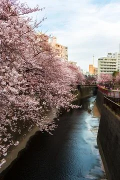 Sakura blossoms Stock Photos