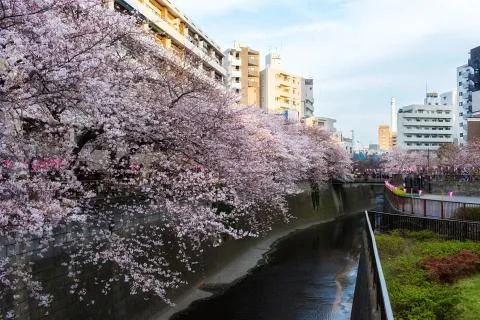 Sakura blossoms Stock Photos