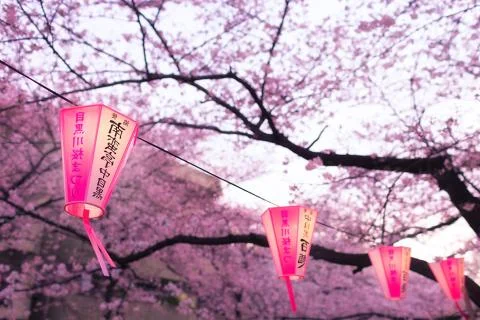Sakura blossoms Stock Photos