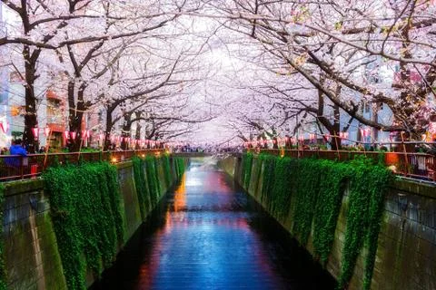 Sakura blossoms Stock Photos