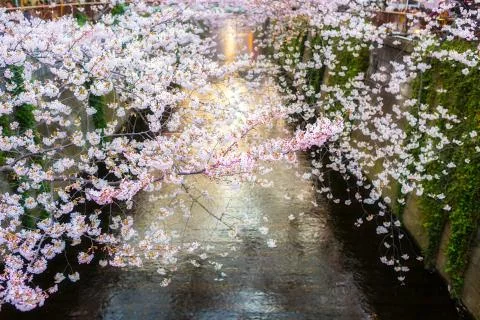 Sakura blossoms Stock Photos