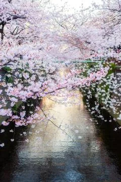 Sakura blossoms Stock Photos