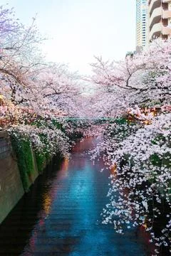 Sakura blossoms Stock Photos