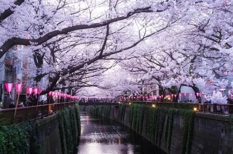 Sakura blossoms Stock Photos