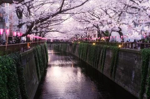 Sakura blossoms Stock Photos