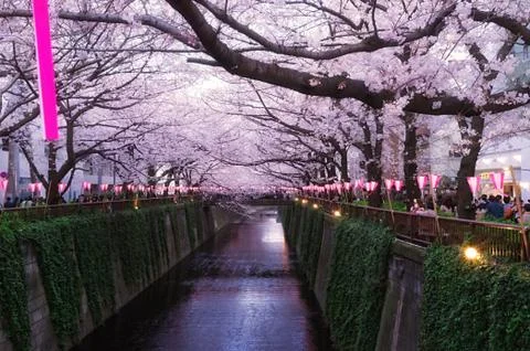 Sakura blossoms Stock Photos