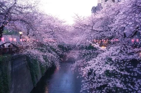 Sakura blossoms Stock Photos