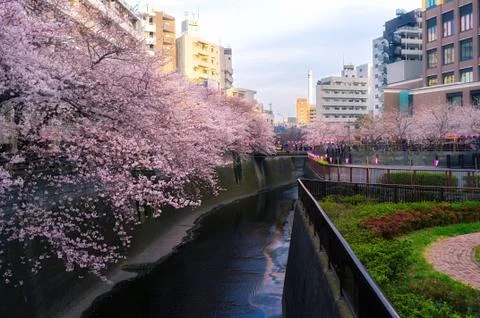 Sakura blossoms 스톡 사진