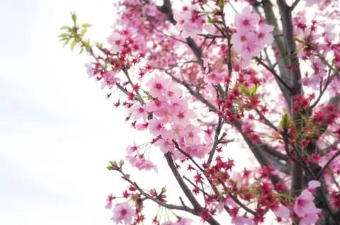 Sakura blossoms Stock Photos