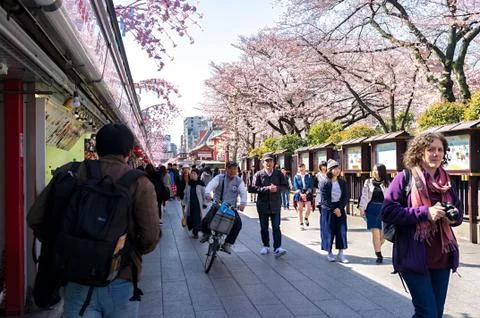 Sakura blossoms Stock Photos