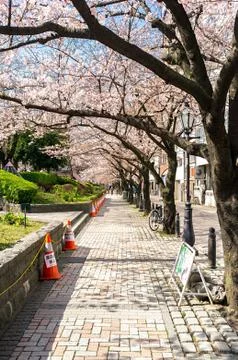 Sakura blossoms Stock Photos