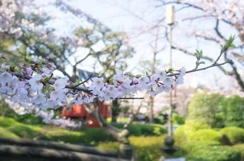 Sakura blossoms Stock Photos