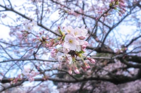 Sakura blossoms Stock Photos