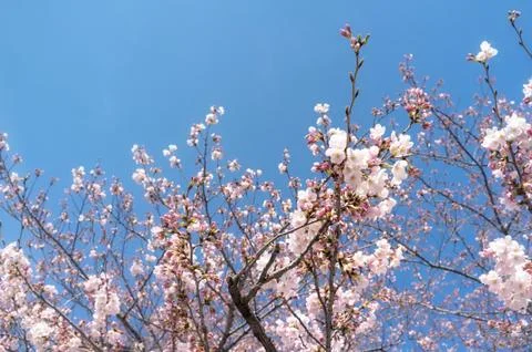 Sakura blossoms Stock Photos