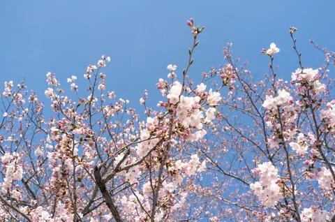 Sakura blossoms Stock Photos