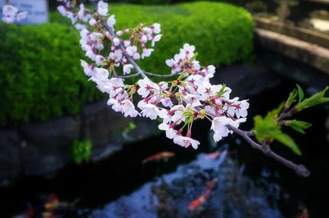 Sakura blossoms Stock Photos