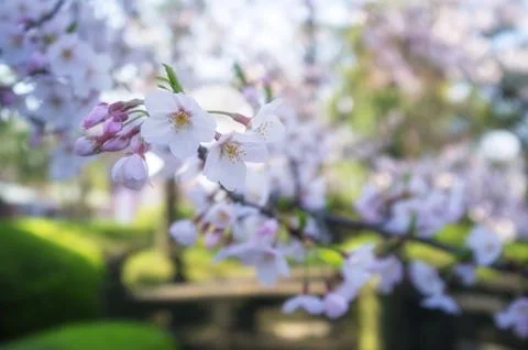 Sakura blossoms Stock Photos