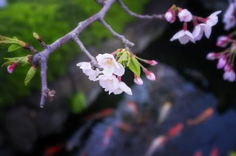 Sakura blossoms Stock Photos