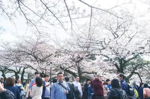 Sakura blossoms Stock Photos