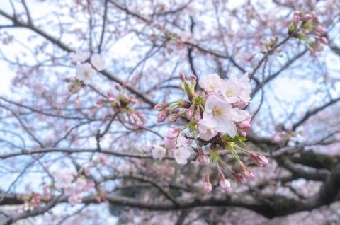 Sakura blossoms Stock Photos