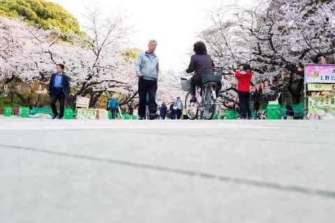 Sakura blossoms Stock Photos