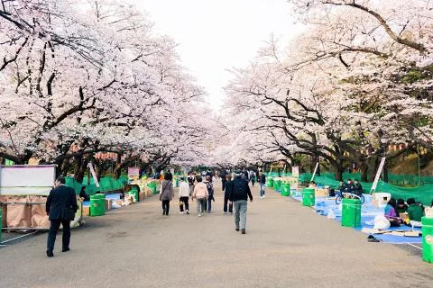 Sakura blossoms Stock Photos