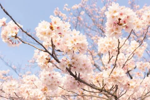 Sakura blossoms Stock Photos
