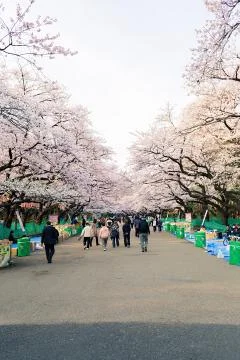 Sakura blossoms Stock Photos
