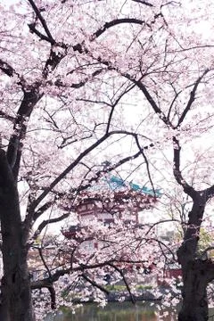 Sakura blossoms Stock Photos