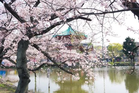 Sakura blossoms Stock Photos