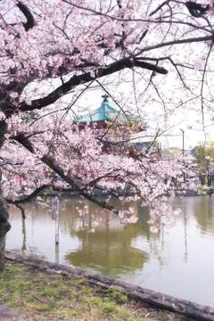 Sakura blossoms Stock Photos